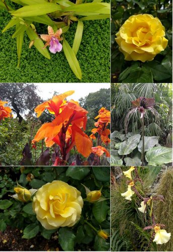 Botanic Gardens Flowers 