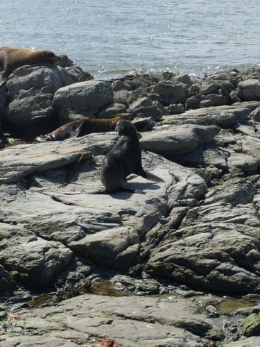 Sea Lions on the rocks 