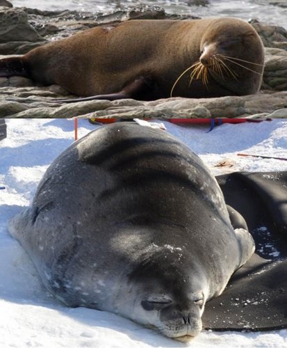 Sea lion and Weddell Seal 