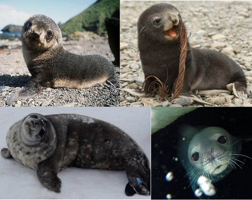 Sea lion and Weddell seal pups 