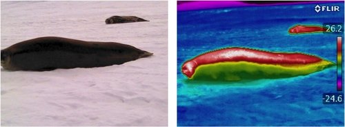 Photo and thermal image of seal