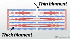 Thick and thin filaments