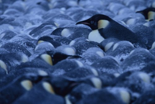 Emperor penguins in a huddle.