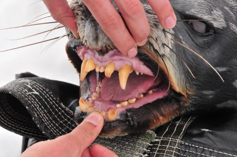 Incisors and Canines - front view
