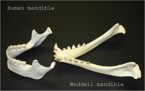 Human and Weddell teeth