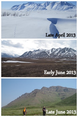 Tundra transformation