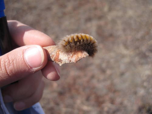 Arctic caterpillar