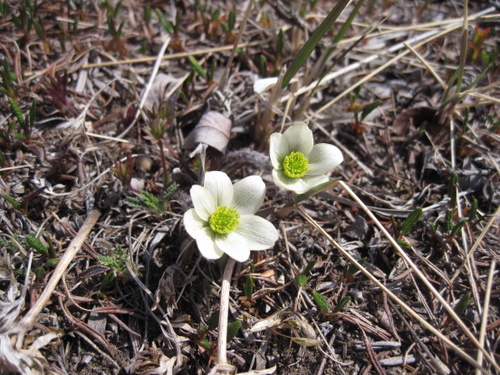 Flower on tundra