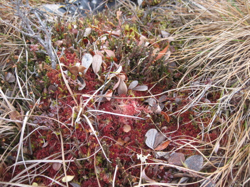 Moss and lichen on tundra