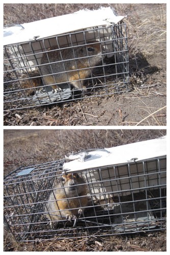 Squirrels in traps