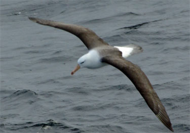 Brown Browed Albatross