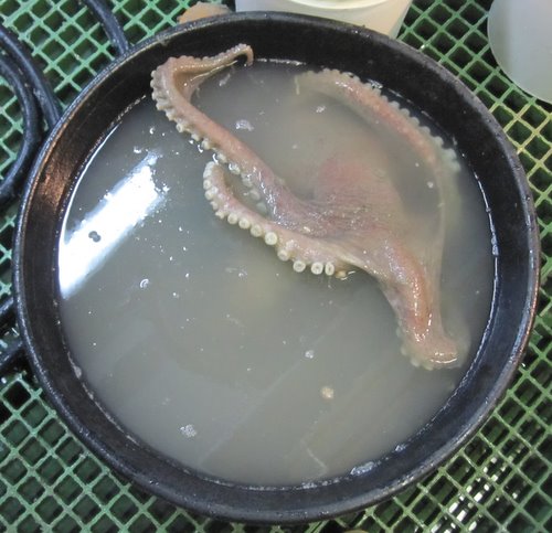 Octopus in a bucket