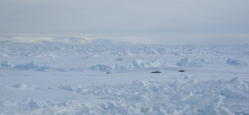 Seals on pack ice