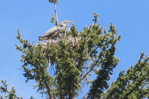 Nesting season for  great blue herons in Colorado