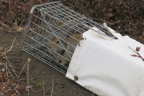 Squirrel trapped
