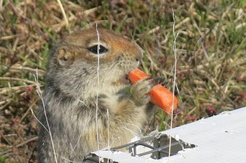 Squirrel eating carrot