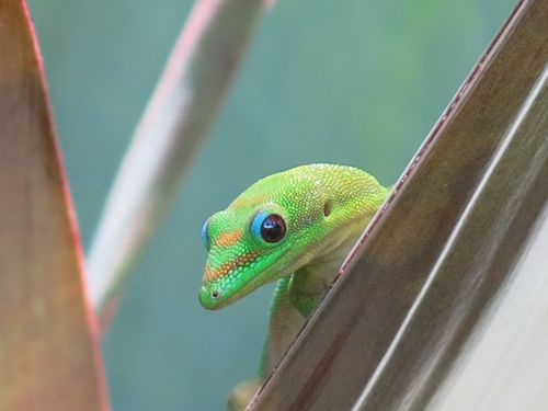 Day Gecko