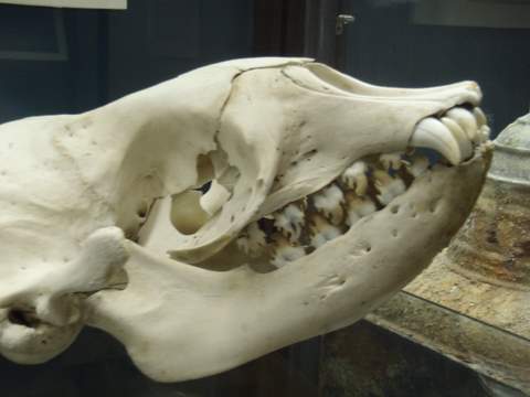Crabeater Seal Skull