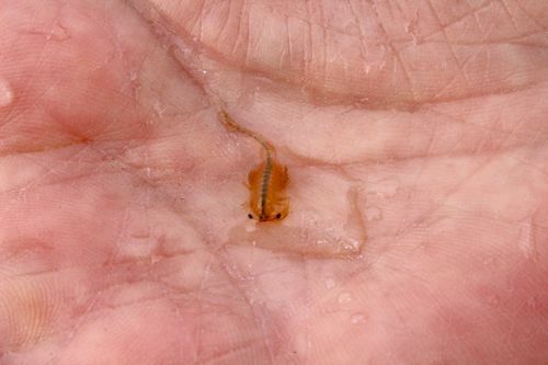 juvenile tadpole shrimp