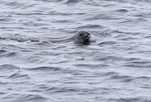 Ringed Seal