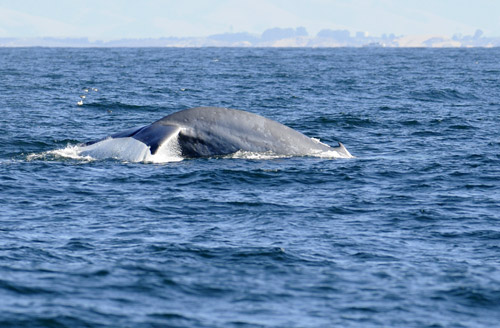 Blue Whale Diving