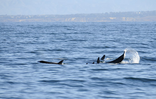 Orca Group 1