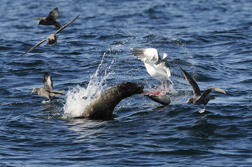 Sea Lion Thrashing Mola Mola