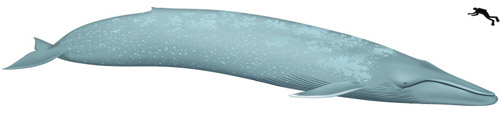 Blue Whale Reference Illustration