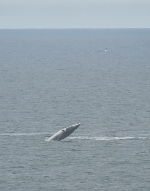 Minke Whale Breaching
