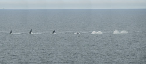 Minke Whale Breaching Composite