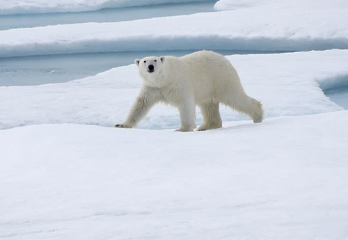Polar Bear Looking At Healy