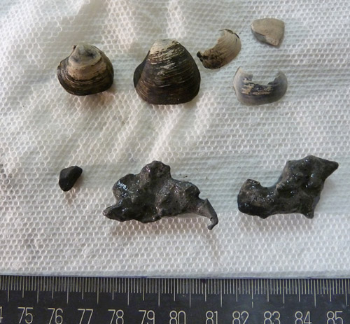 Clam shells & authogenic carbon nodules
