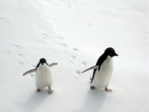 Pair of Adelie Penguins