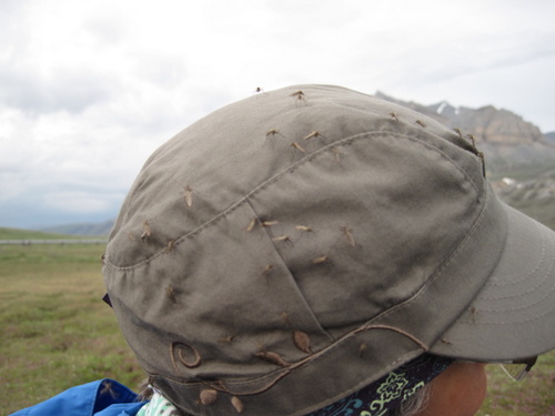 Toolik Mosquitos on Hat