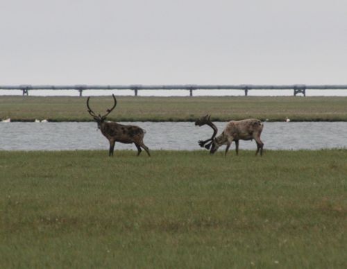 Caribou in front of pipeline
