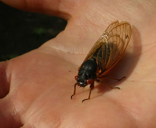 Cicada in hand