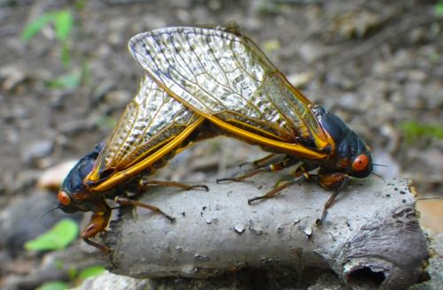Cicadas mating