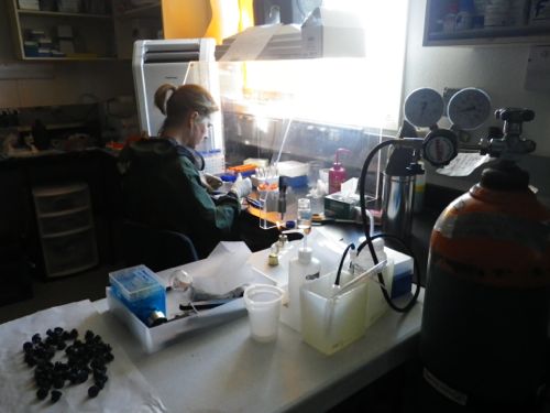 Michelle processing filters in the lab.