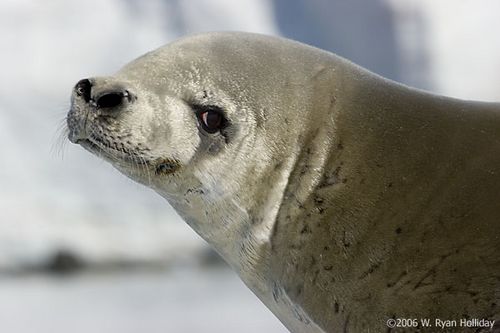A crabeater seal.