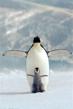 An emperor penguin and chick.