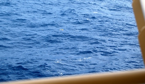 Glider in open ocean