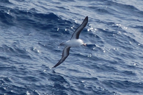 Albatross underside