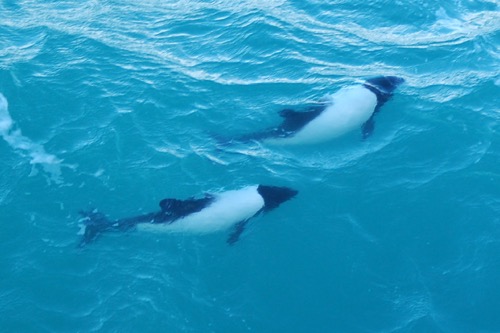 Pair of Commerson&#39;s dolphins
