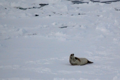 Weddell seal resting