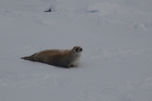 Weddell seal on ice