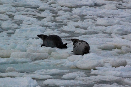 Pair of Weddell seals