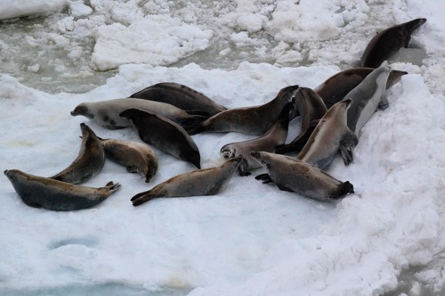 Group of crabeater seals