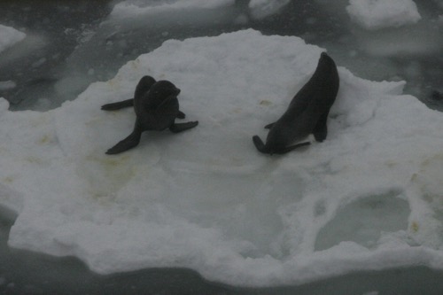 Antarctic fur seals on ice