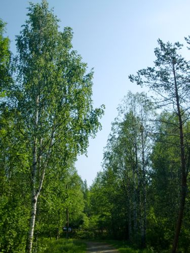 Rovaniemi birch