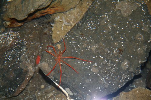 Sea spider from under the Ross Island Ice Shelf